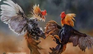 Diduga Judi Sabung Ayam Beroperasi Bebas di Gunungsitoli, Lokasi Tepat di Belakang Rumah Oknum PJ Kades