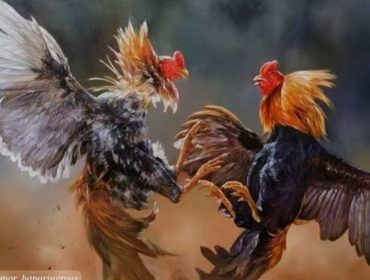 Diduga Judi Sabung Ayam Beroperasi Bebas di Gunungsitoli, Lokasi Tepat di Belakang Rumah Oknum PJ Kades