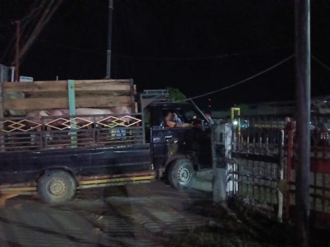 
					Diduga Dibekingi Oknum TNI AL, Pemasokan Babi Ilegal di Gunungsitoli