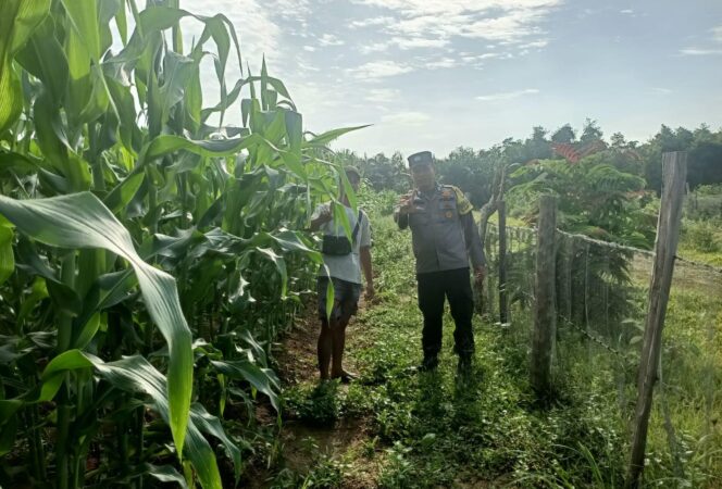 
					Garda Terdepan Program Presiden, Polsek Pangean Kawal Penanaman Jagung Pipil dan Lahan Bergizi di Desa Rawang Binjai