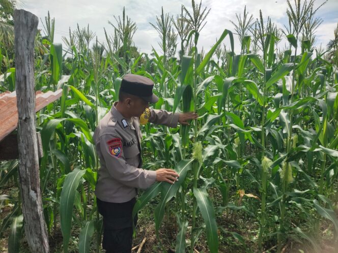 
					Dukung Asta Cita Presiden, Polsek Singingi Cek Program Pekarangan Bergizi di Desa Pulau Padang