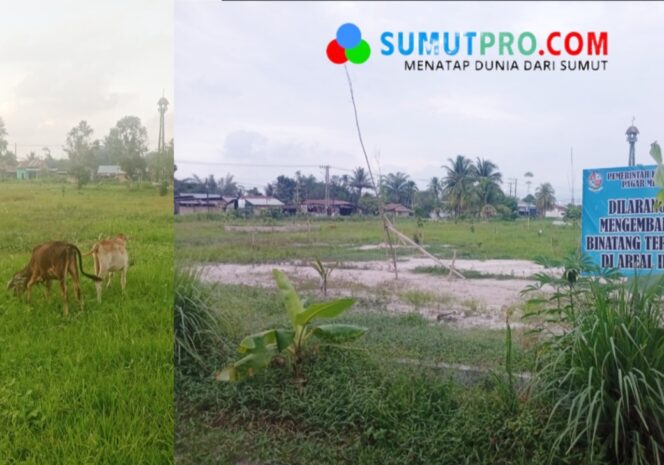 
					Hutan Kota di Pagar Merbau Dinilai Proyek ABS Kini Jadi Lokasi Gembala Sapi